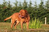 DOGUE DE BORDEAUX 374